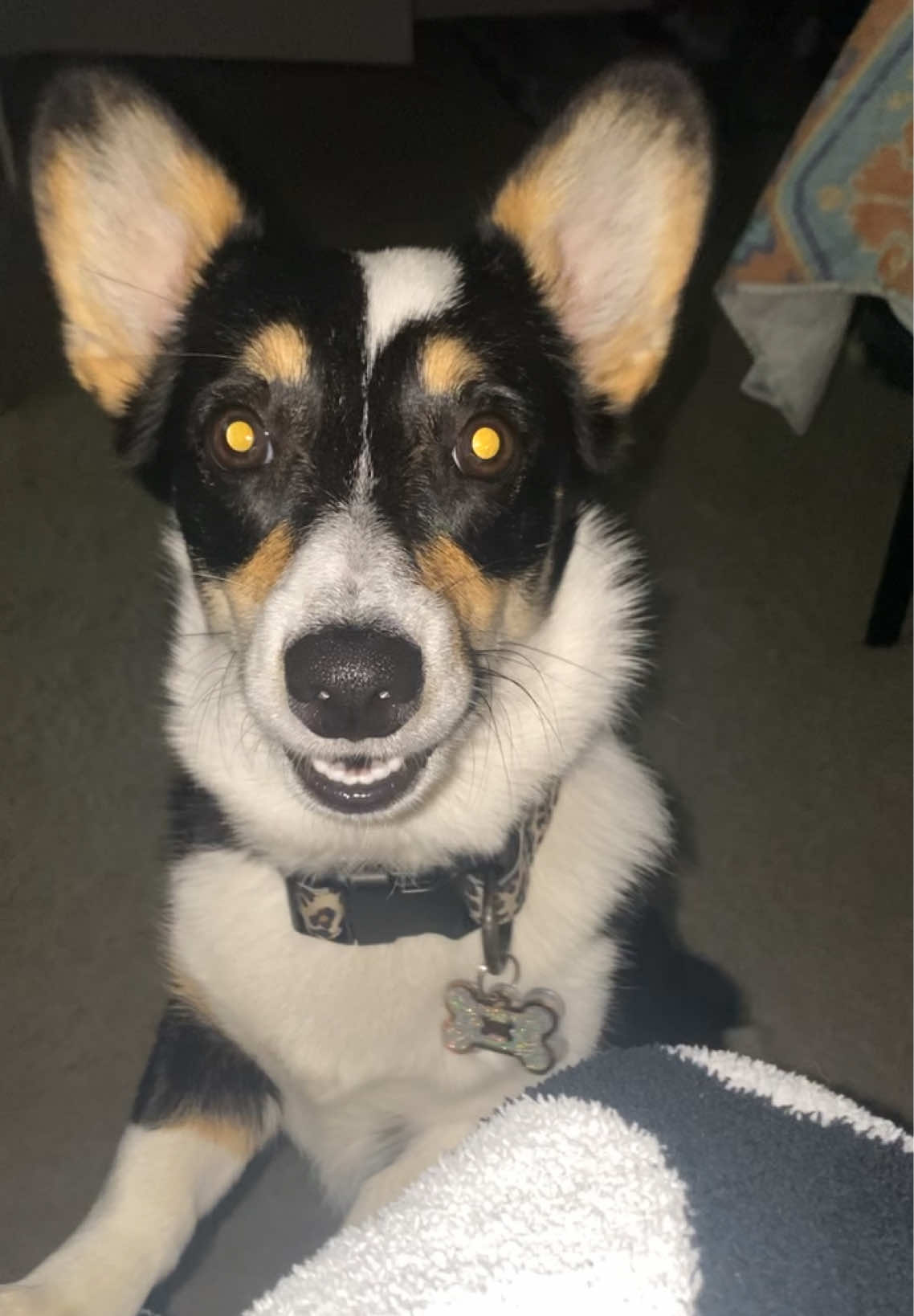 They talk back for sure… #pembrokewelshcorgi #corgi #dogsoftiktok #dog #puppy 