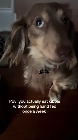 He likes kibble .. sometimes #longhairminidachshund #doxie #dogsoftiktok #doxiesoftiktok #dachshund 