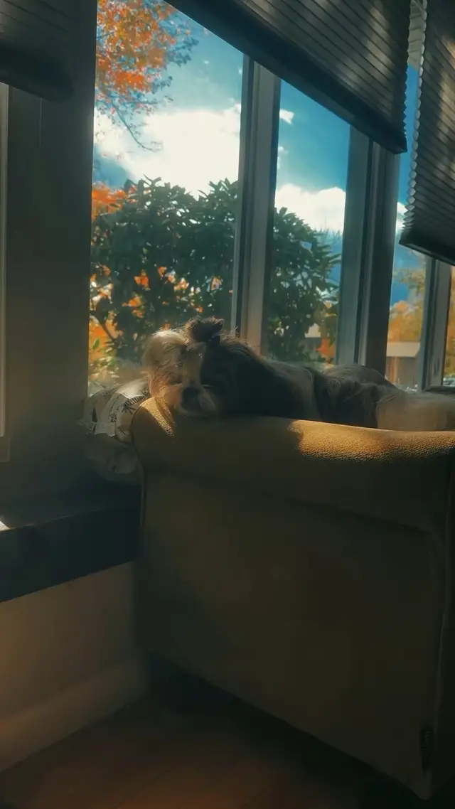 Because I did  #fyp #shihtzu #dogtok #smalldogs #nappingdog