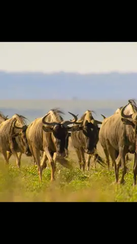 #takin #fyp #tiktok #animals #foryoi #africanwilddog 