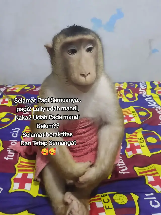 Selamat Pagi#becandatapisantai#monyetlokal #monyetviral#binatanglucu#pyf 