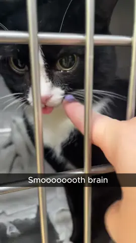 When youre trying to fight the anesthesia but lose.#cats #cat #fyp #vet #funny 