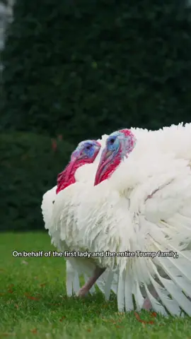 The two luckiest turkeys saved from the Thanksgiving table 🦃