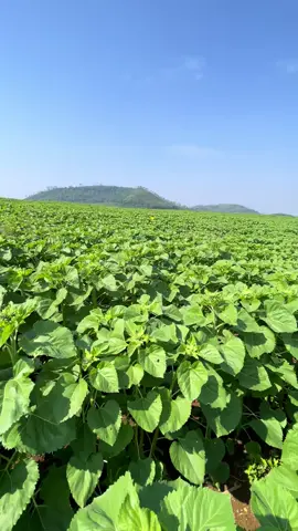 chào năm mới 2026 sẽ rực rỡ . đồi hoa hướng dương nghĩa đàn #nghean37❤️ #xuhuongtiktok 