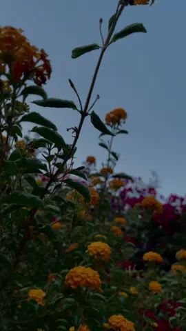 لربما كان الإنسان حنونًا جدًا على الجميع ولكن نسي بطريقهٍ ما نفسه…🍂