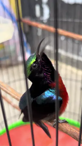 ga tau males 😆 #kicaumaniaindonesia #kicaumanianusantara #kicaumania #storykicaumania #kolibrininjaindonesia #koninmania #kolibri #fyp 