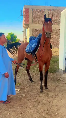 الحمدلله علي كل حال. وربنا يعوض