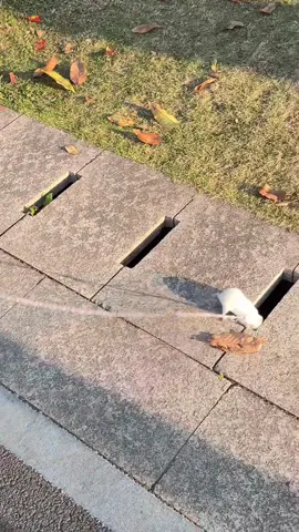 When your hamster has too much energy#funnyhamster#hamsterlife#cutepets#hamsters #foryou