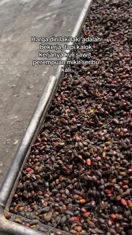 #kuliboy🤙😜🚀 #sawit 😅😅