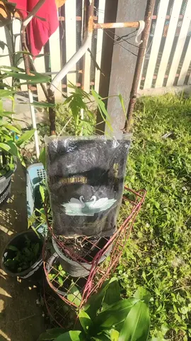 #เสี้อตราห่านคู่ในตํานาน🦢🦢🦢 