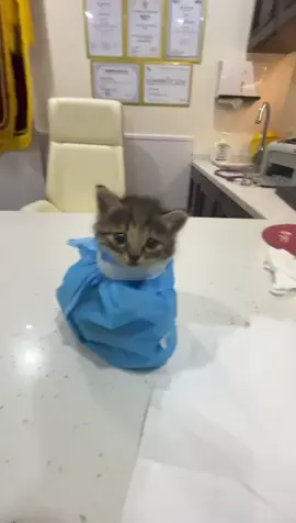 soo cute#cat#fyp #catsoftiktok 