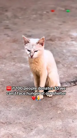 🆘 if 100 people donates $5 we can’t face hunger at our shelter ❤️🙏#doglover #dogsofinstagram #Love #USA #viralvideos 