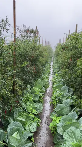 10 hari hujan nonstop 24 jam…..hancur sudah kulukulukulukk😭😭😭 #petaniindonesia🇮🇩🇮🇩🇮🇩🌿🌿 #petanicabaiindonesia #petanitomat #fyp 