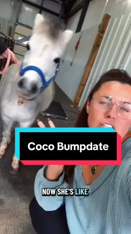 Coco’s Mini Bumpdate🐴🤍 #minimare #minihorse #minifoal 