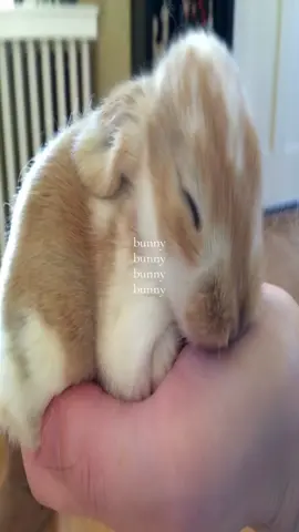 oohhh #bunny #viral #xyzbca #fyp #bunnyad