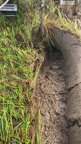 #petanimuda #petaniindonesia🇮🇩🇮🇩🇮🇩🌿🌿 #CapCut 