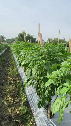 60 Hst ORI 212  #petaniindonesia🇮🇩🇮🇩🇮🇩🌿🌿 #fyp #petanimuda #cabeori212 #caberawit 