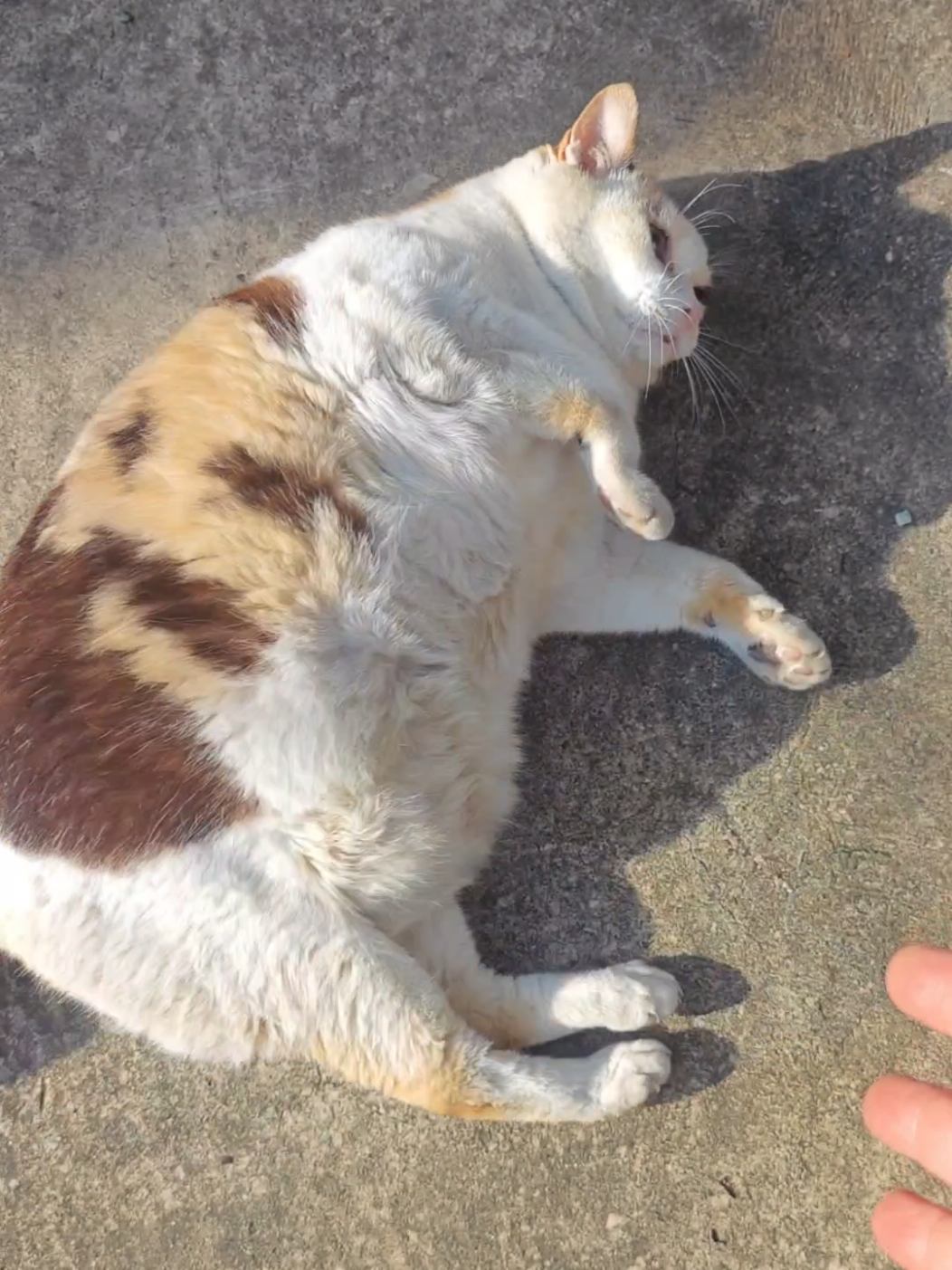 ก้อนแมวล้ม ในรอบปี 🥹😺🍞 คุณยายแก่มากแล้ว #Luckycat #แมวอ้วน #cat #猫 #catlover 