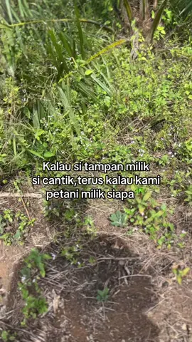 #sawit #sawitontiktok 