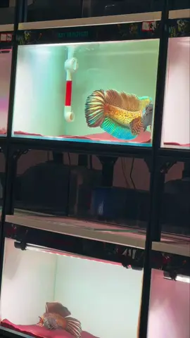 Baru muncul dikit di sudut tank saja, wibawanya langsung kerasa. #aquarium #ikanpredator #predatorfish #snakehead #channa #keepers #fishtank #aurantimaculata 