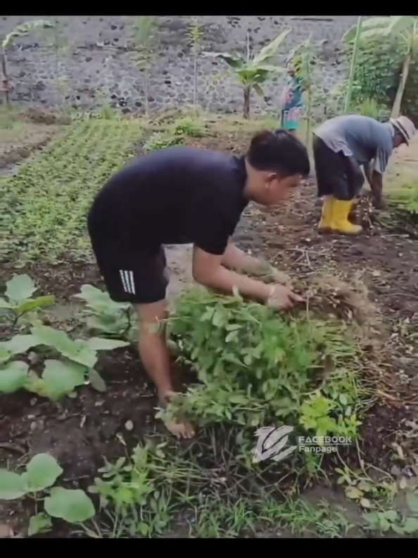 . Panen kacang cah..  @dnyckn  #dennycaknan #dcproduction #tenananofficial #fyp #foryou 