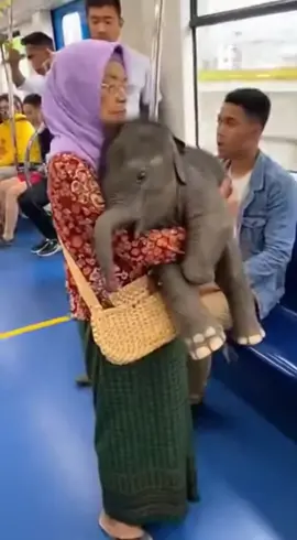 mak cik hebatttt,gajah tak beratt #gajah #viral #fypシ #tiktok #makcik 