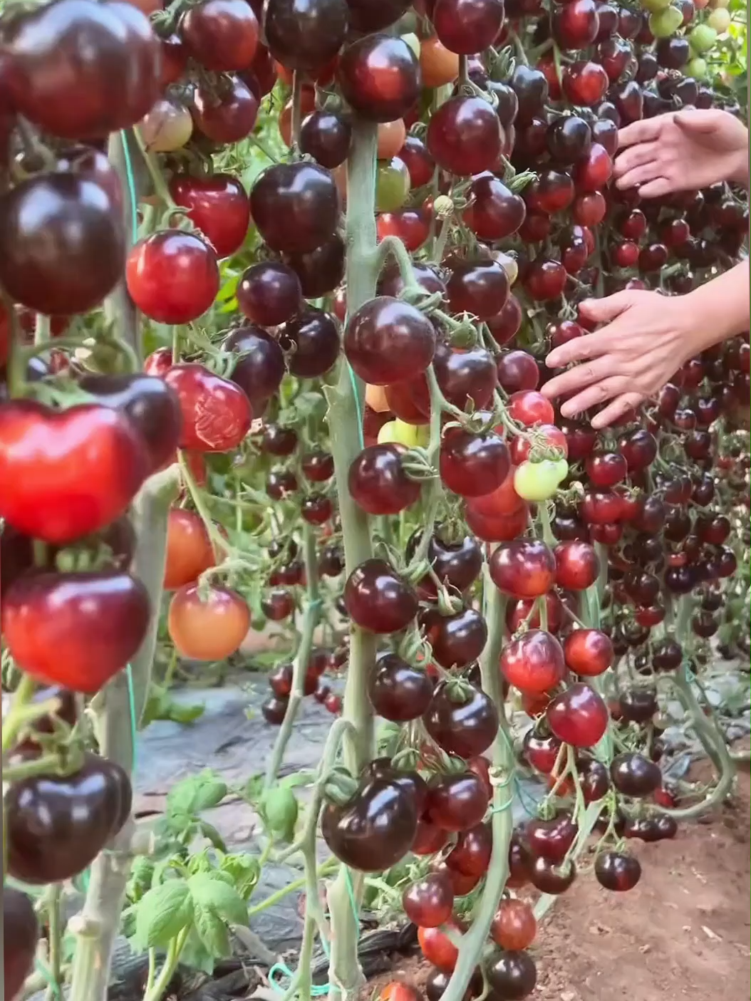 Giống cà chua đen trái đều chín màu đậm cực sang hợp quay video TikTok #hatgiong #cachuaden #vuonthongminh #trongcay #traicay