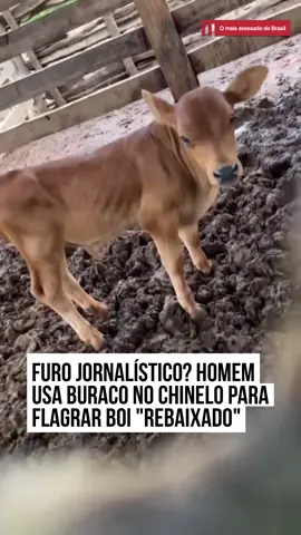 Um #boizinho “rebaixado” foi flagrado de forma inusitada: através de um furo no #chinelo!  Essa fofura espontânea, o contraste entre o boizinho compacto, totalmente tranquilo e o chinelo claramente pedindo pela aposentadoria 