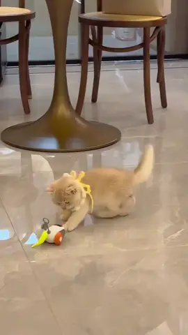 hay nghịch quá ta #meo #petcung #meodangyeu #thucungvuinhon #quangthucung 