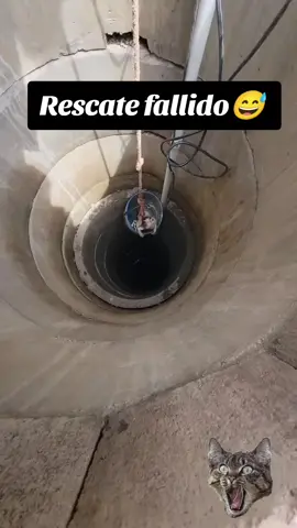 Pobre Michi, se asustó y se aventó un clavado, lo bueno es que lo pudieron sacar y está bien #cat #gato #michi #caida #humor
