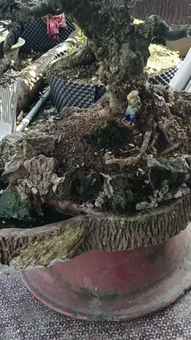 #Mct nu da đen lá lớn #caycanh 