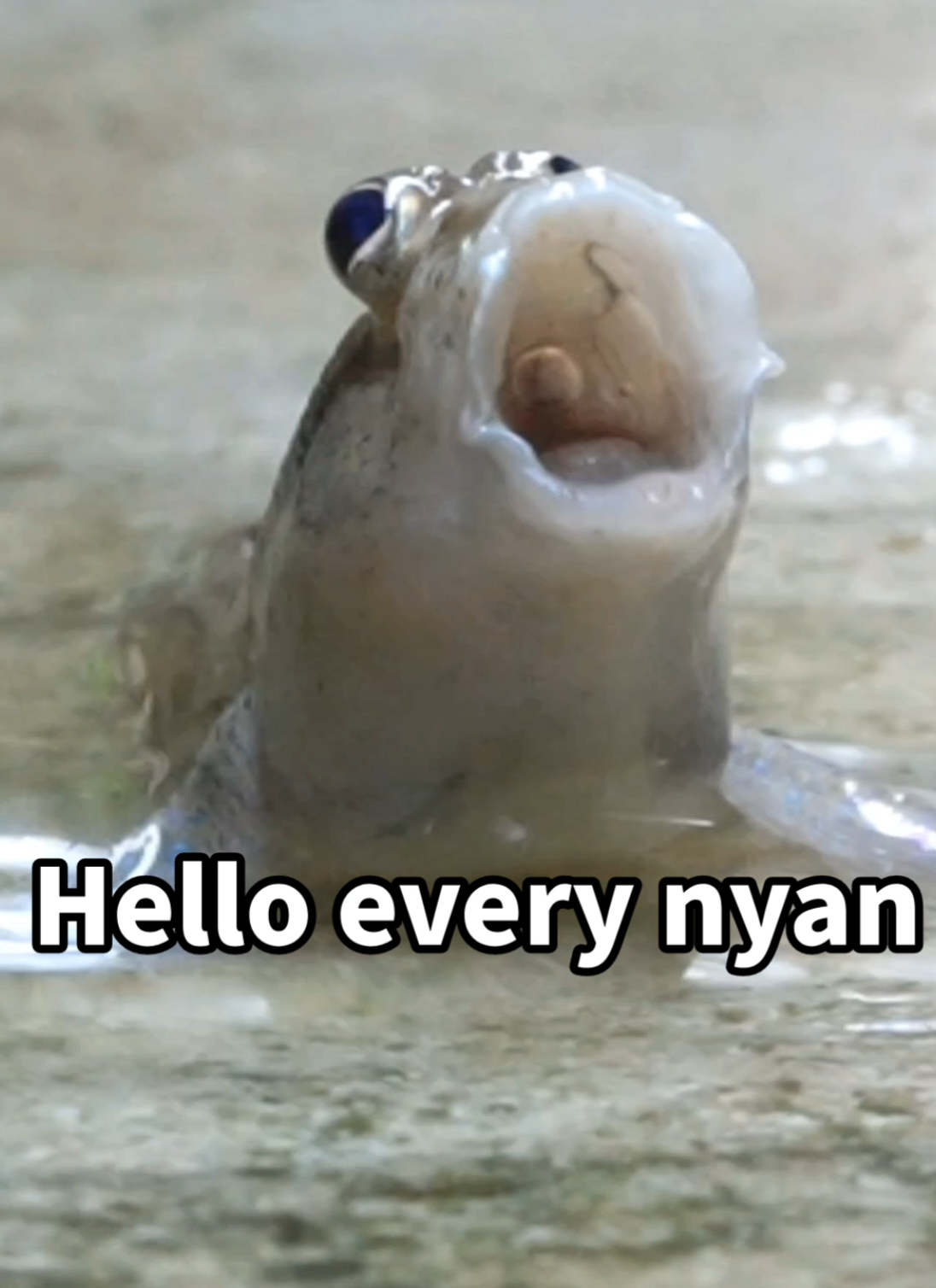 Hello every nyan👋 #mudskipper  #トビハゼ  #アクアリウム 