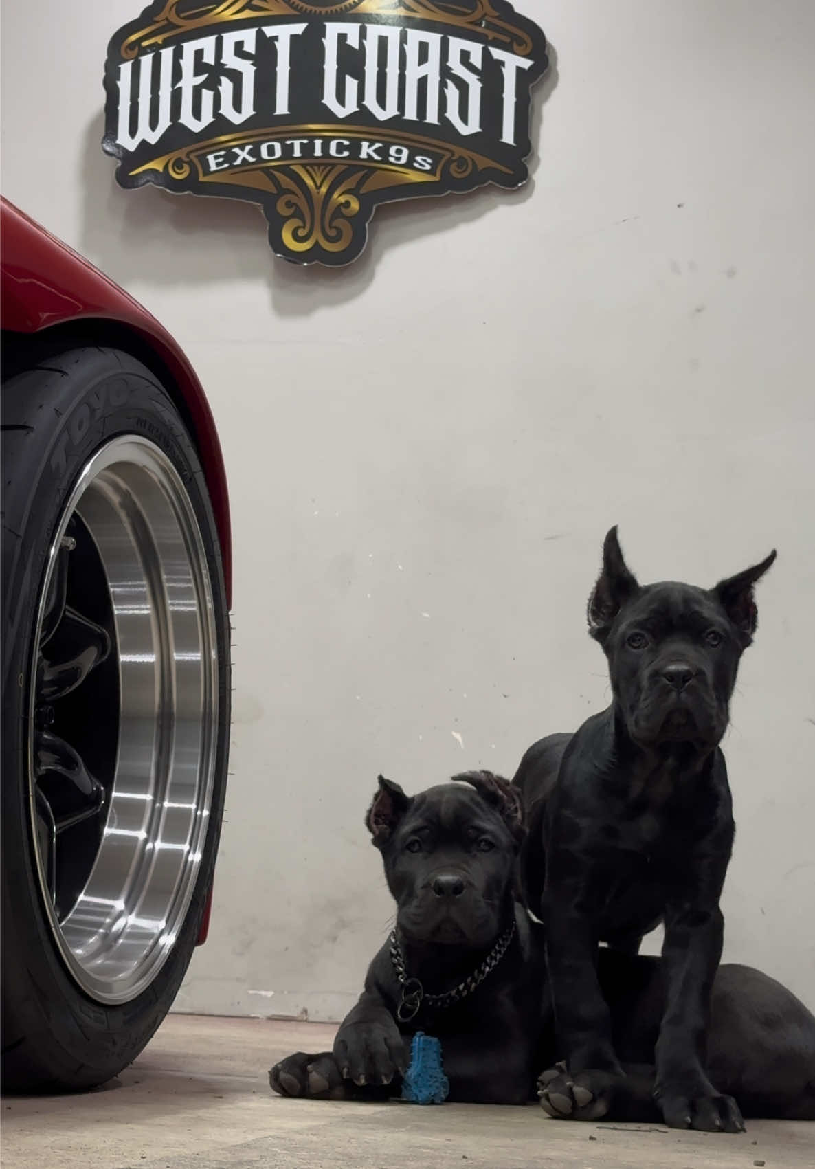 C A N E C O R S O #westcoastexotic9s #CaneCorso #cutepuppy #viral #fyp 