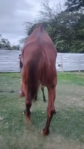 kuda pejantan super #reels #fyp #sorotansemuaorang 