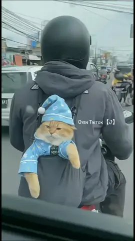 oyen ga sadar kamera 🐈 #oyentiktok #catlover #kucinglucu #catsoftiktok #cat 