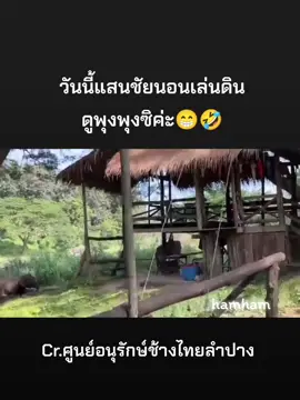 #พลายแสนชัย #แสนชัย #ควาญจอนแสนชัย🐘💕 #ศูนย์อนุรักษ์ช้างลําปาง #คนรักช้าง🐘🍃 