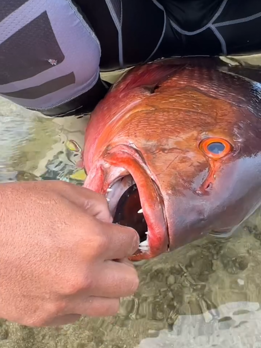 #fshing #اسماك_البحر #البحار 