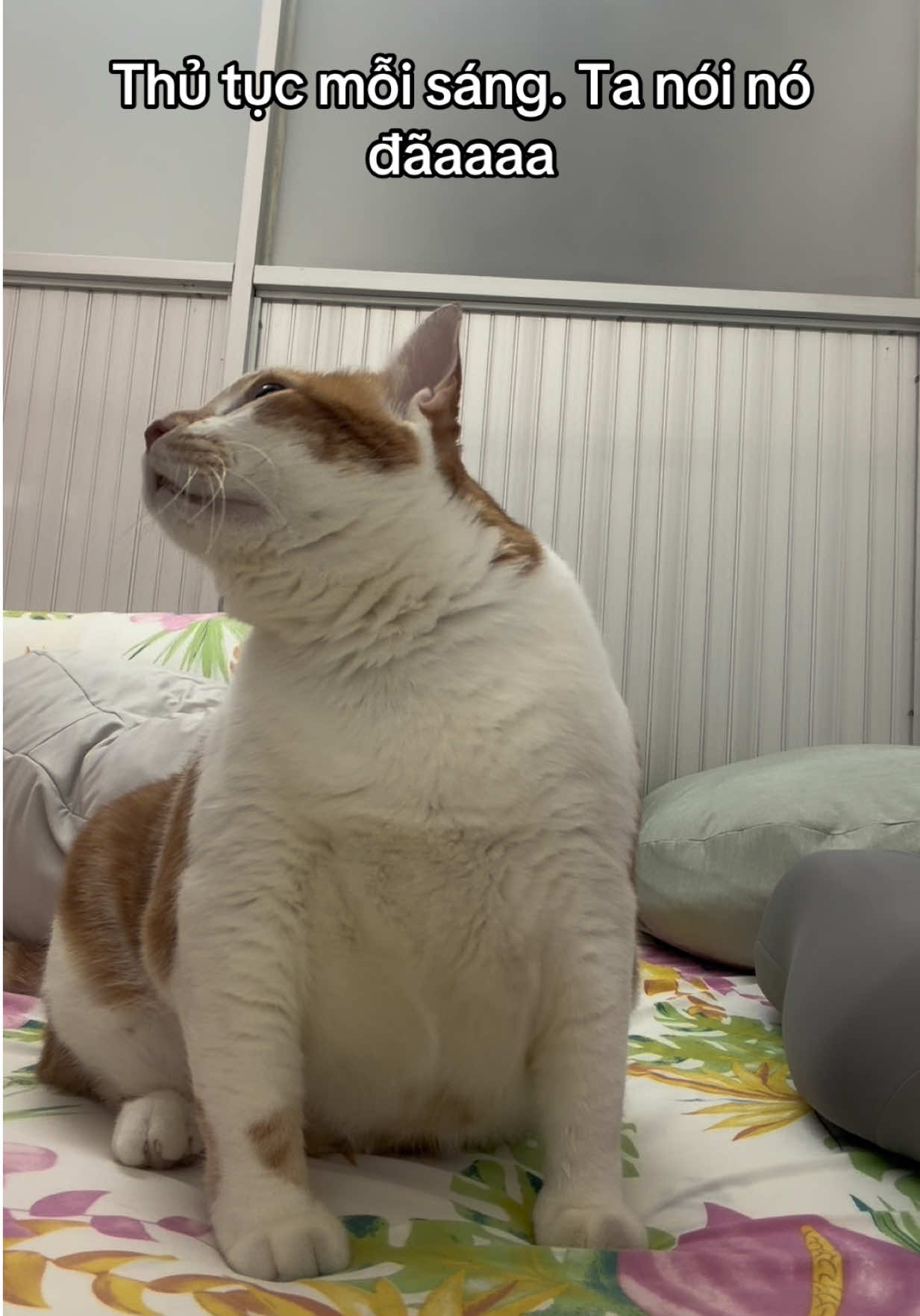 Nhiều mom cũng bị nghiện giống t lắm nè 😂 #meocamtenhac 