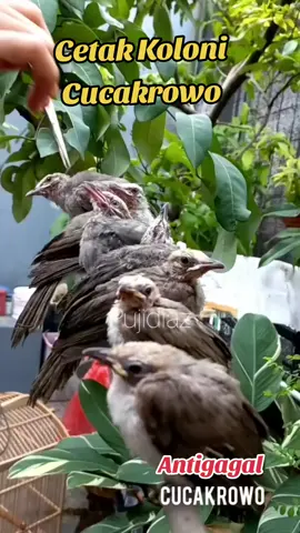 #padahariini #cucakrowo 