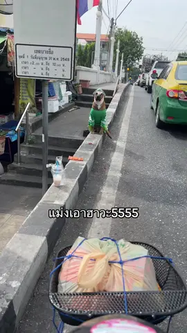 หมาไลน์แมน55555555 #ไลน์แมน #lineman 