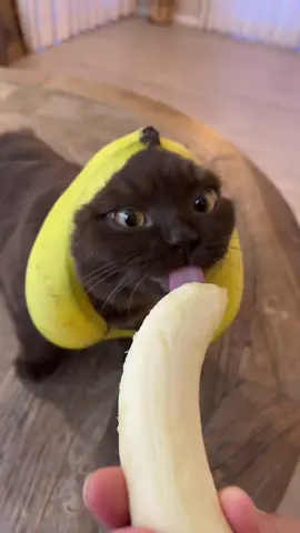 Banana cat 🍌 #catsoftiktok #cat #funnycat #banana #fyp 