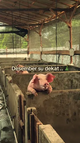 Sebulan lagi menuju Natal 🎅🏻🎄 #natal #christmas #pork #pig #ternakbabi 