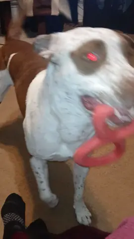 #gottalovehim #myfurbaby #PetsOfTikTok #massfollowing🔥🔥 