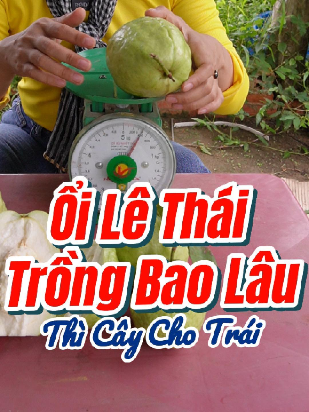 Trồng Ổi Lê Thái Bao Lâu Thì Cây Bắt Đầu Cho Trái #caygiongchuan #welofarm #oilethai