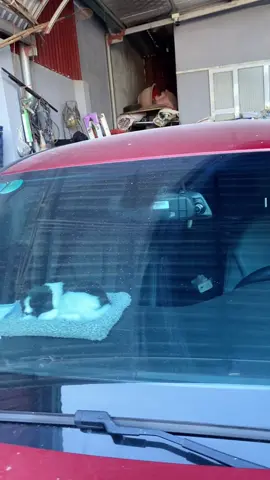 Xịt kính Blue #xitkinh #xitkinhoto #xitkinhxehoi 