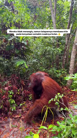 Mereka tidak menangis, namun tatapannya membawa kita pada kenyataan semakin rusaknya hutan.  #orangutan #saveorangutan 
