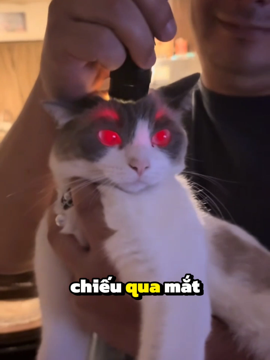 Nổi da gà cảnh soi đèn vào đầu Mèo #dongvat 