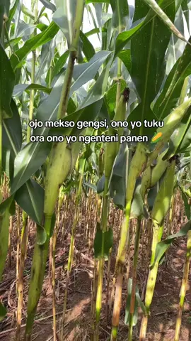 #petanimuda #petanimilenial 