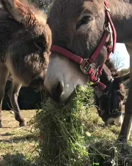 They stood together, as they always had—two gentle donkeys sharing what little they’d been given. Their noses brushed the bundle of greens, eating slowly, gratefully, as if they knew this meal had taken effort to reach them. The one in the red halter chewed with his eyes half-closed, tired in a way that went deeper than sleep. The other, fluffier and younger, stayed close, nudging him now and then—as if checking, Are you okay? Are we going to be alright? Winter had been hard on them. Too hard. The pasture was thinning, the nights were colder, and the feed never seemed to stretch far enough. Their ribs pressed faintly beneath their shaggy coats. They tried to hide it, but hunger changes even the softest souls. Yet they didn’t complain. Donkeys rarely do. They just stood side by side, quietly waiting. Quietly hoping. Every time footsteps approached, their ears lifted. Every time a bucket rattled or a bale of hay rustled, their eyes brightened just a little. They were doing their best to stay strong—but even the strongest hearts need help. And so they shared this small pile of food like it was a treasure, leaning into each other for comfort, for warmth, for reassurance. Because deep inside, they still believed someone would see them. Someone would care. Someone would help them through the season that had taken so much already. Two gentle donkeys, holding onto hope— and waiting for the kindness that could change everything.#fyp #donkey #donkeyrescue 