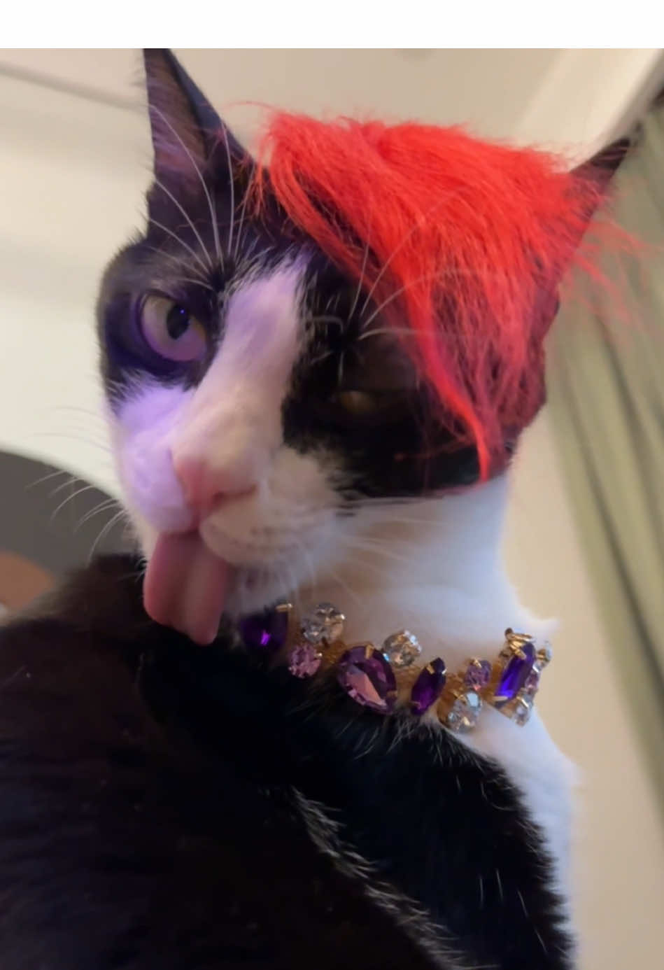 i miss you #fyp#LickingCat#lickingcat#pettok#FunnyPet#cuteanimalsoftiktok#sex #cat #sexyy#cats #catloverde